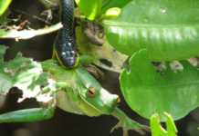 13 Weird And Wonderful Daintree Animals You Need To See At Least Once daintree rainforest animals Green Tree snake eating a frog