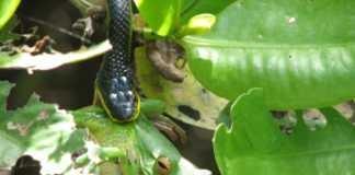 daintree rainforest animals Green Tree snake eating a frog