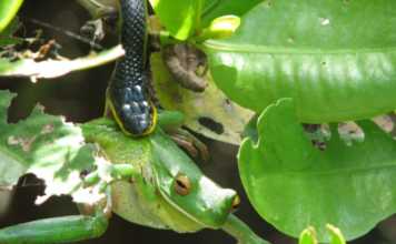 daintree rainforest animals Green Tree snake eating a frog
