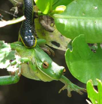 daintree rainforest animals Green Tree snake eating a frog