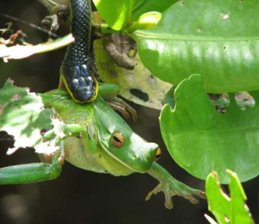 daintree rainforest animals Green Tree snake eating a frog