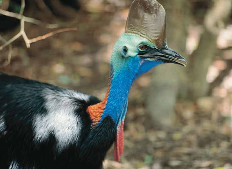 daintree rainforest animals southern cassowary