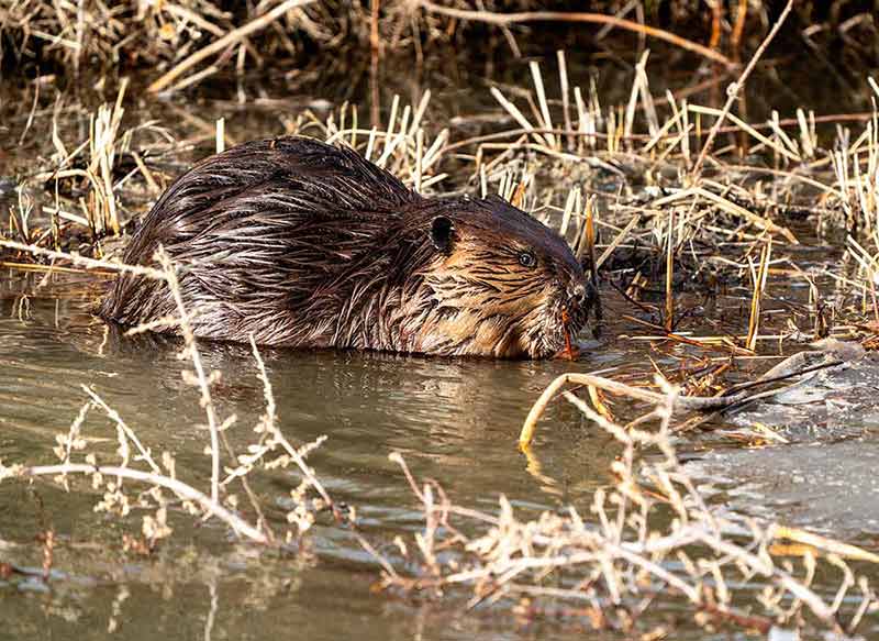 Beaver in a dam