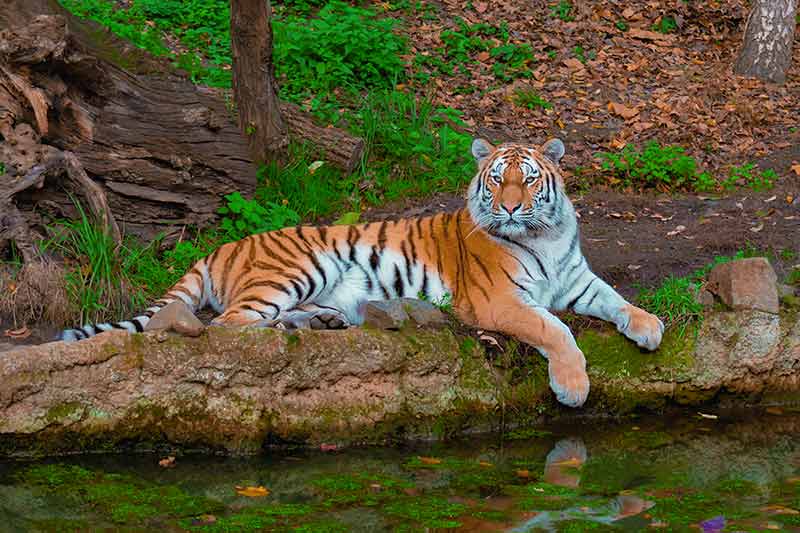 Resting Tiger By The River With Beautiful Green