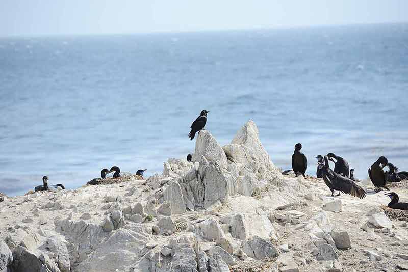 day trips from san francisco ca birds sitting on rocky ground by the sea