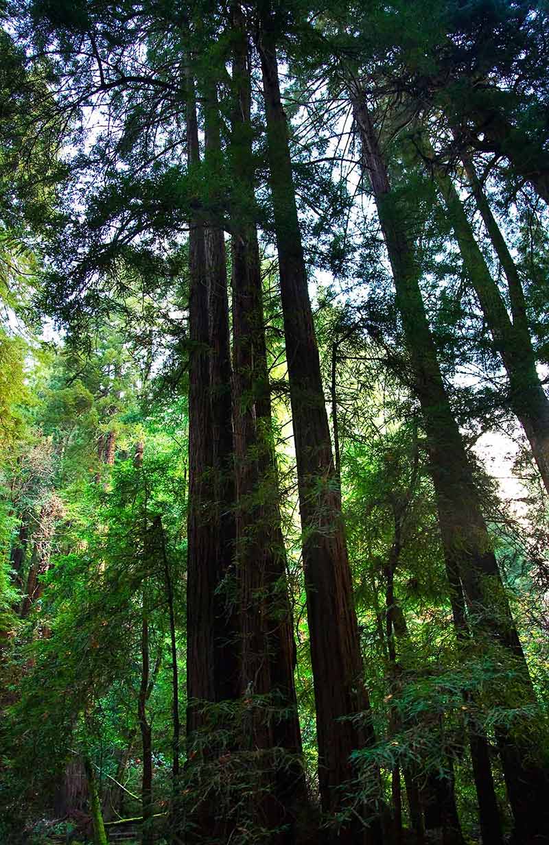 day trips from san francisco in december Redwood Trees
