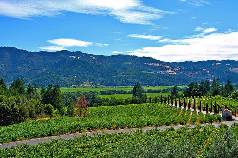 day trips from san francisco to napa green vineyards in summer with hills in the background
