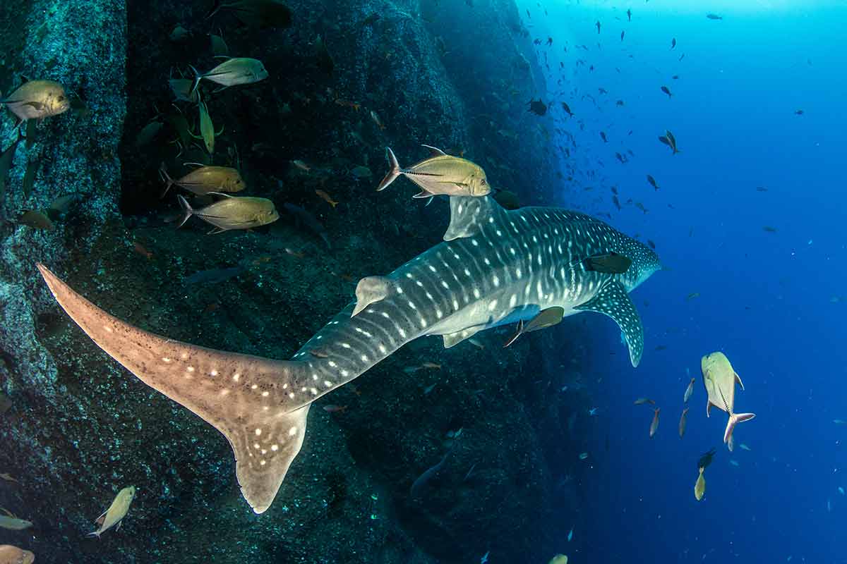 day trips from tulum mexico picture shows a whale shark during a scuba dive