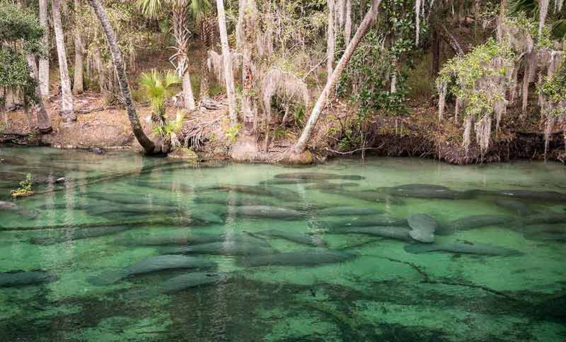day trips in florida from orlando pod of manatees in the water