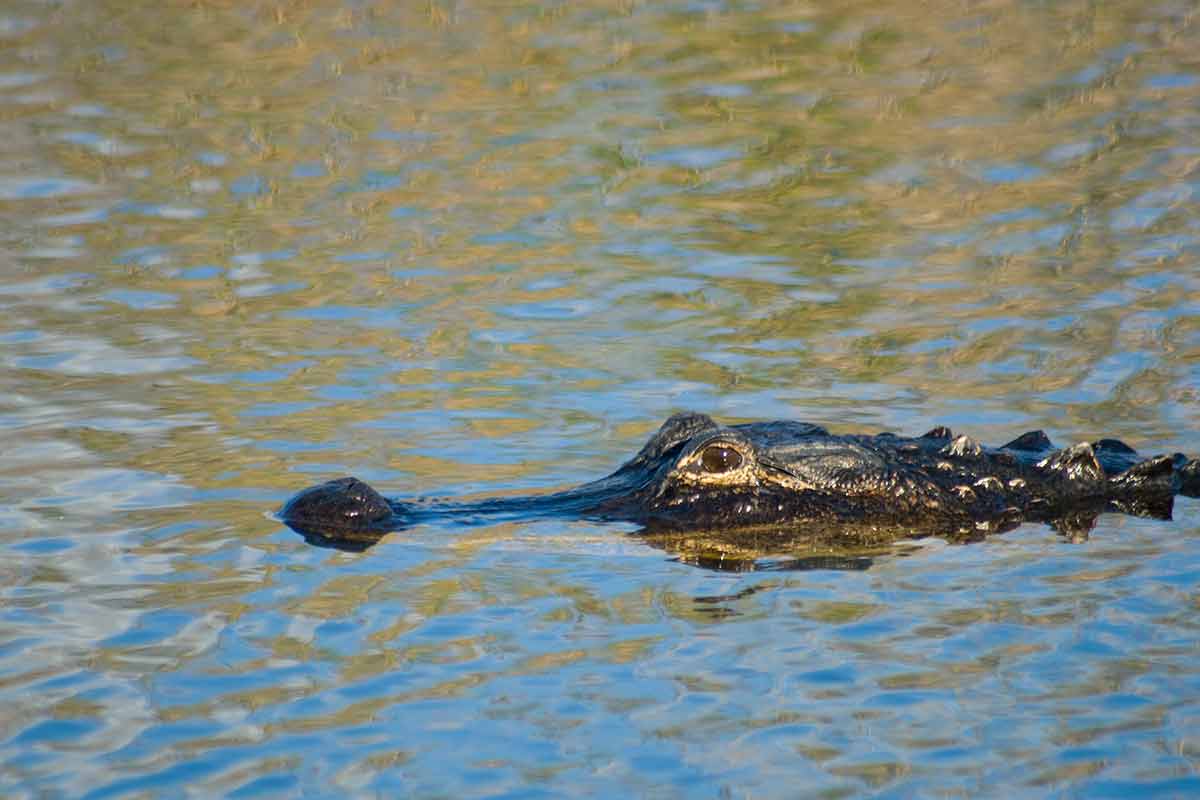day trips to florida keys from miami alligator in the water