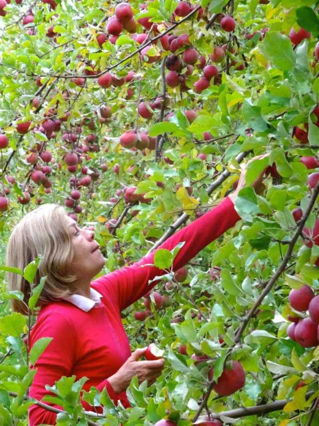Derwent Valley Raspberry Derwent Valley Tasmania - Travel2Next