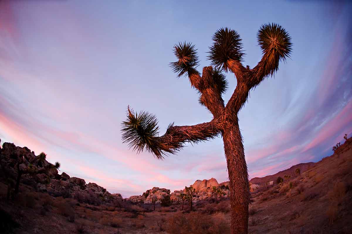 deserts in california Joshua Tree Silhouette in California National Park at Sunset