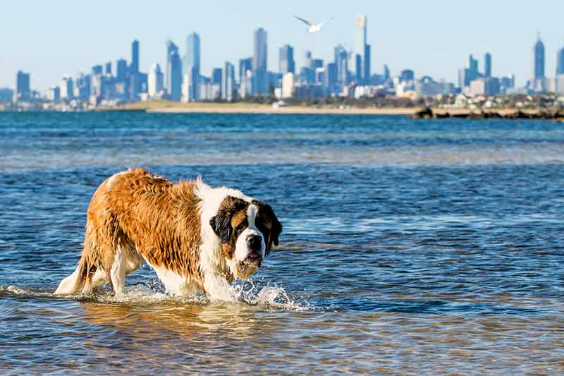 dog beaches melbourne