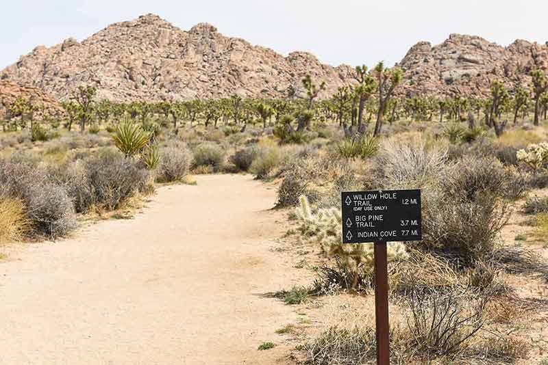 dog friendly national parks in california sing listing three trails and stark desert landscape