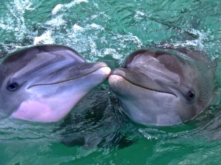 Dolphin Cove Montego Bay Swim With Dolphins Montego Bay