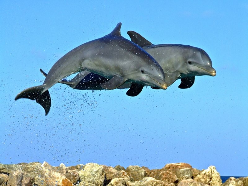 swim with dolphins montego bay