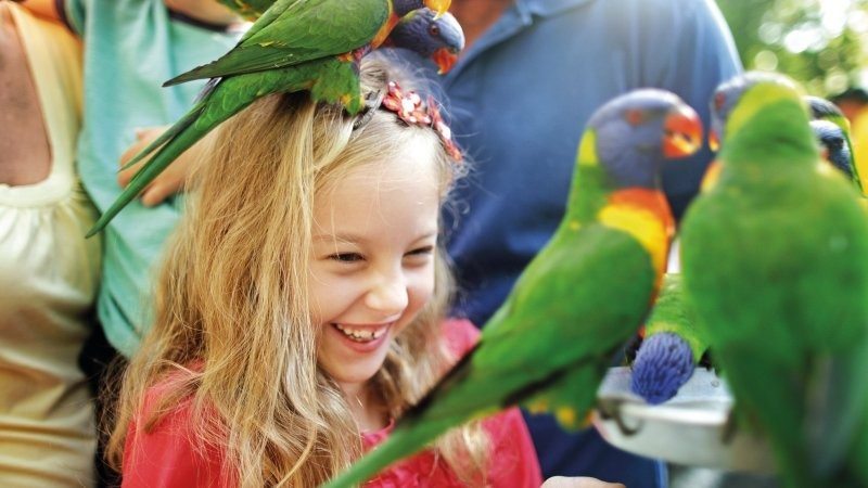 things to see in queensland - girl holding lorikeets in Currumbin