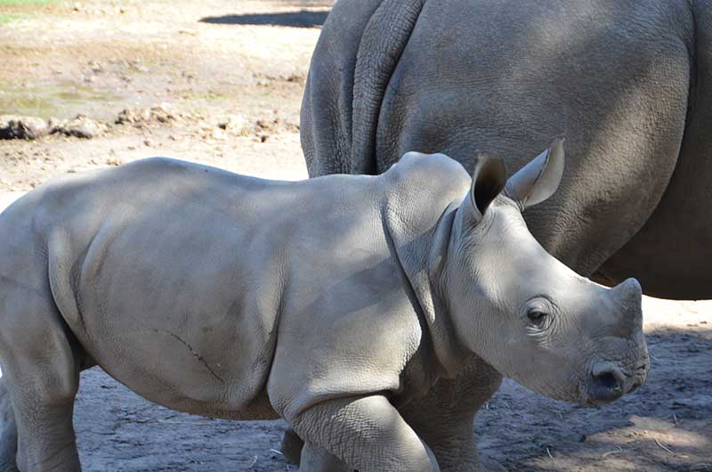 Dubbo Zoo rhino
