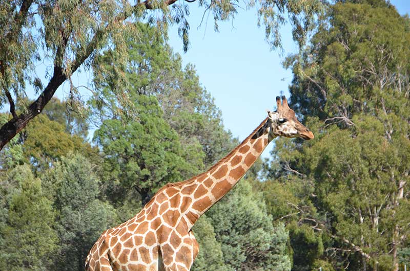Dubbo Zoo giraffe