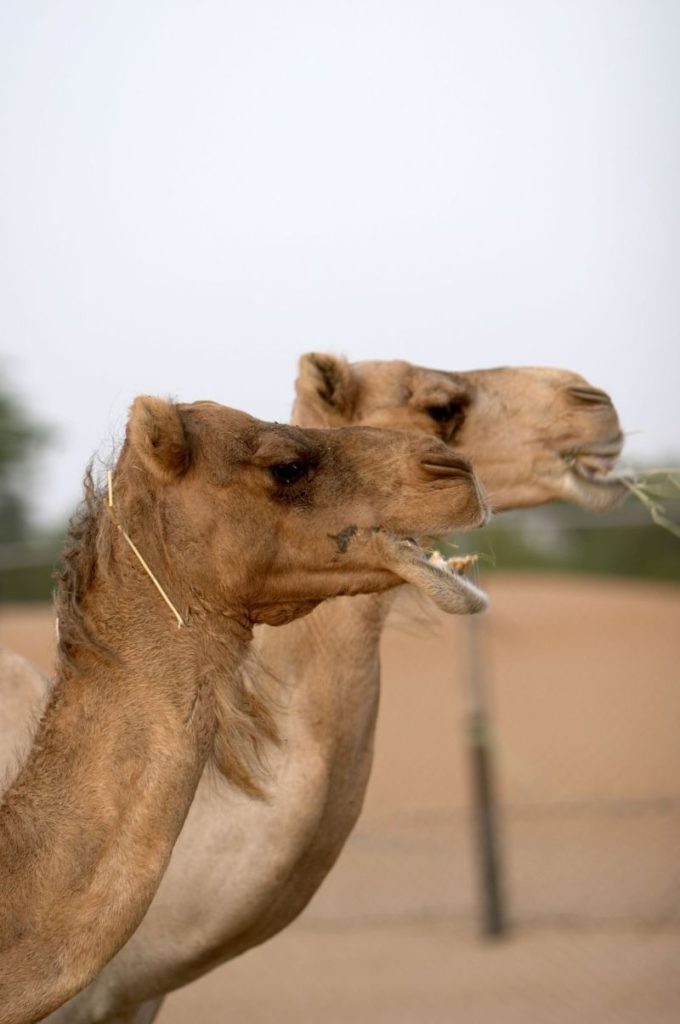 Camel rides in Dubai 