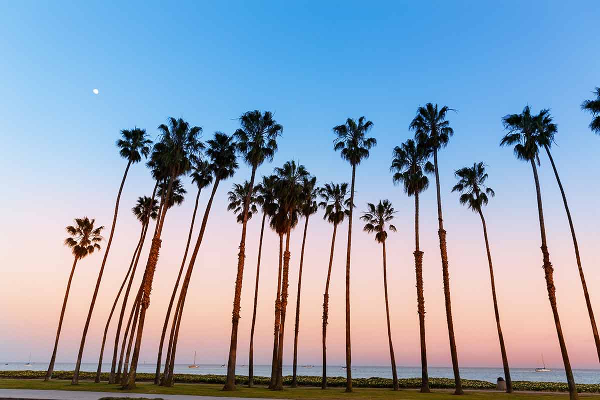 easy day trips from los angeles Palm tree rows in Santa Barbara