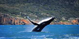 eco tourism