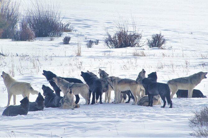 PRIVATE Wolf & Wildlife Watching in Yellowstone's Lamar Valley