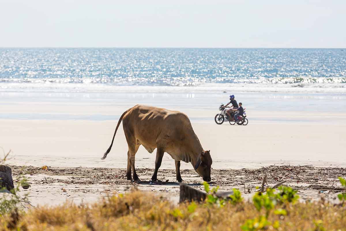 el salvador beaches cow on the sand with motorbike in the background