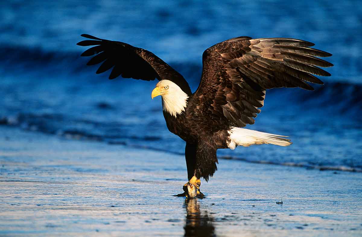 Bald eagle catching fish in river