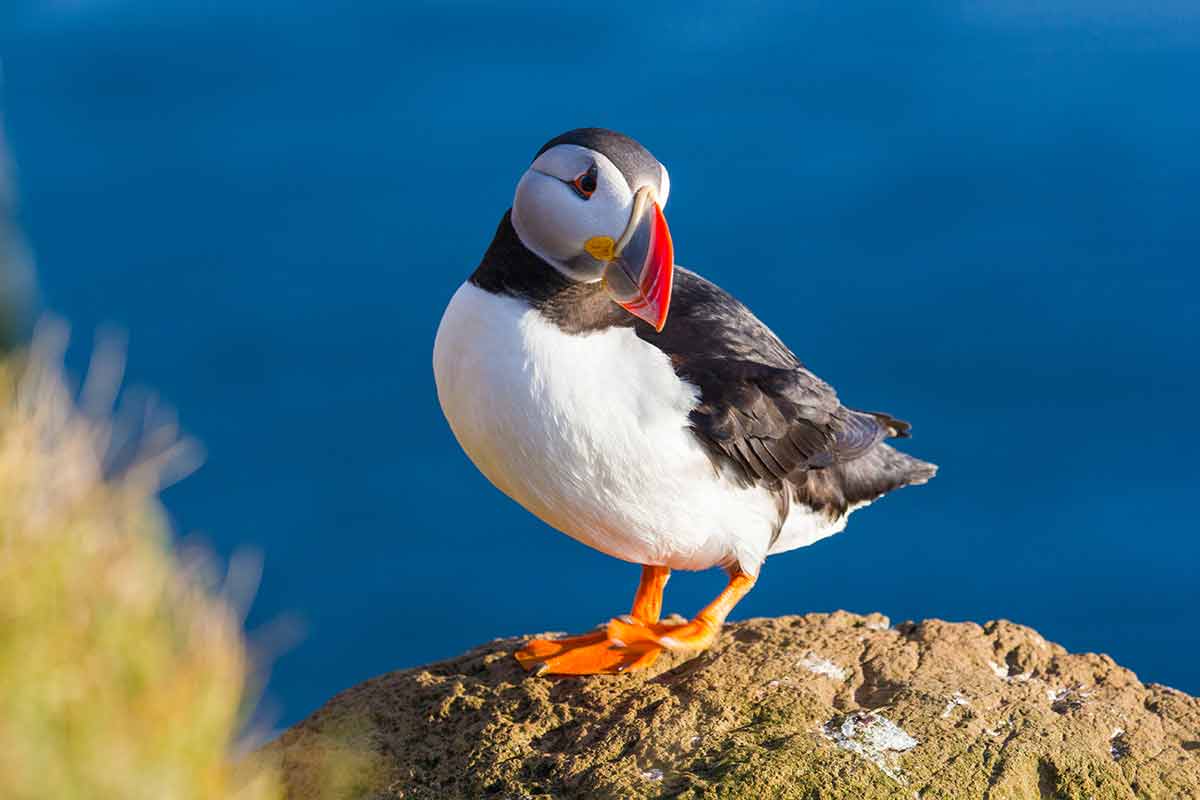 Puffin standing on a rock