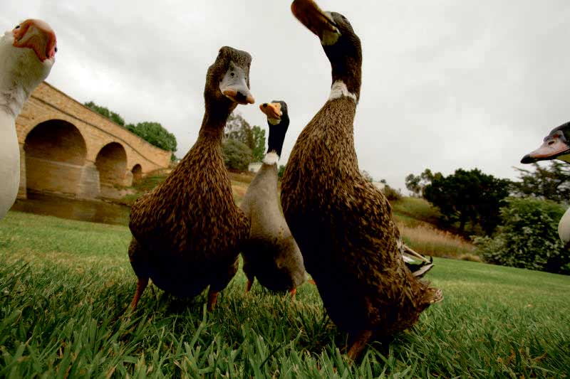 ducks at Richmond Bridge in Tasmania