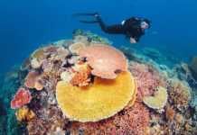Great Barrier Reef Facts That Will Blow Your Mind facts about great barrier reef