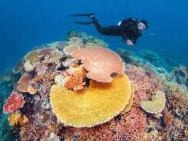 facts about great barrier reef