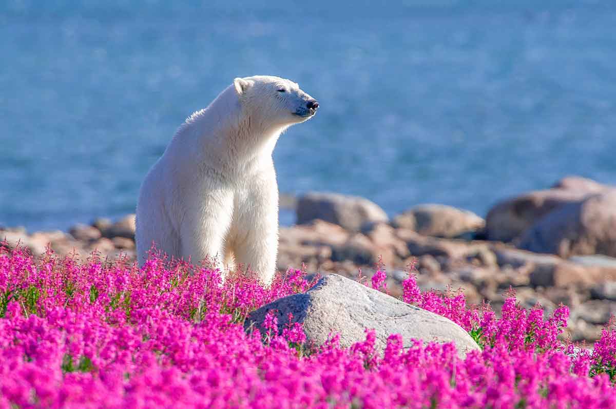 fall in manitoba polar bears with pink flowers in foreground