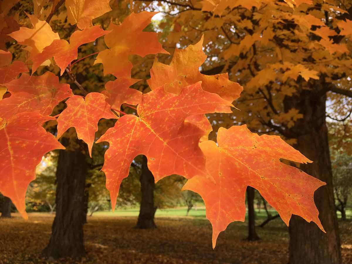 fall season in canada orange leaves