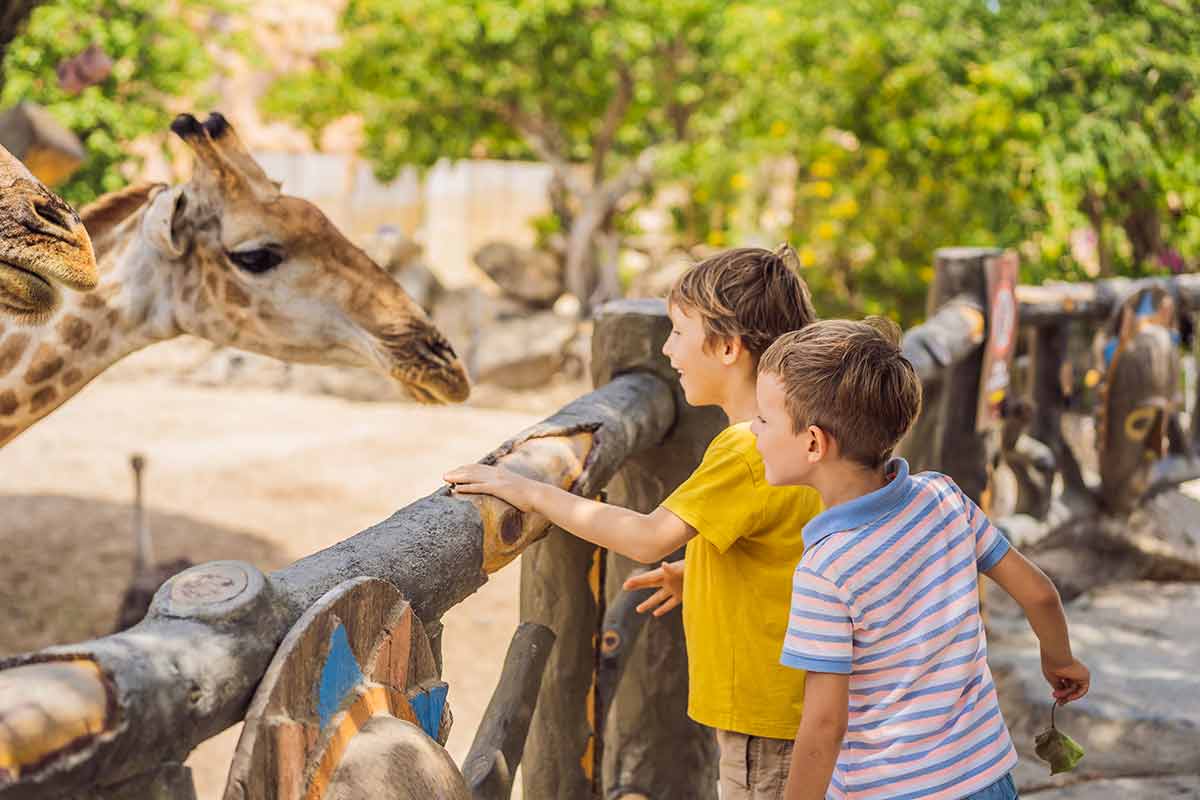 family day trips from charlotte Happy boys watching and feeding giraffe in zoo.