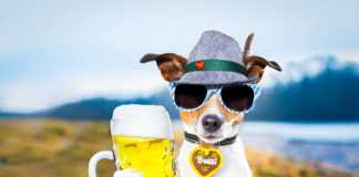 famous german drinks bavarian jack russell dog holding a beer mug outdoors by the river and mountains , ready for the beer party celebration festival in munich