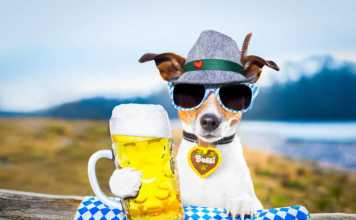 famous german drinks bavarian jack russell dog holding a beer mug outdoors by the river and mountains , ready for the beer party celebration festival in munich
