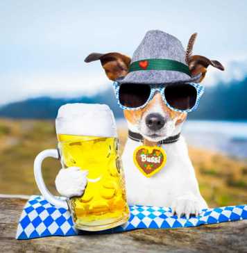 famous german drinks bavarian jack russell dog holding a beer mug outdoors by the river and mountains , ready for the beer party celebration festival in munich