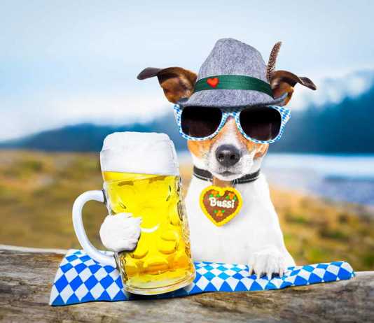 famous german drinks bavarian jack russell dog holding a beer mug outdoors by the river and mountains , ready for the beer party celebration festival in munich