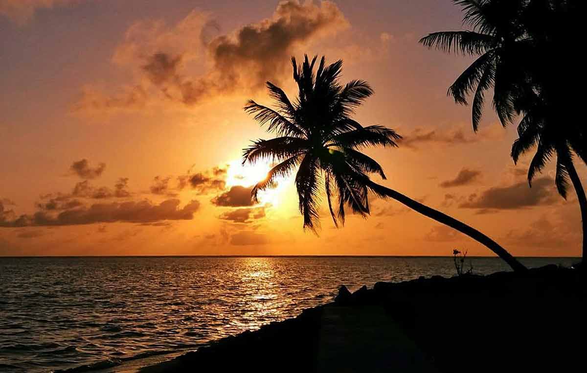fiji images of beaches silhouette of palm against orange sky