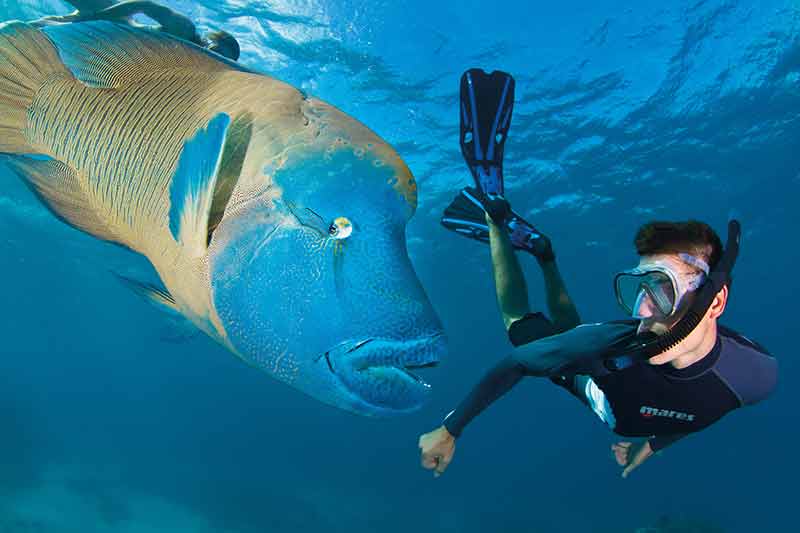 fish of great barrier reef