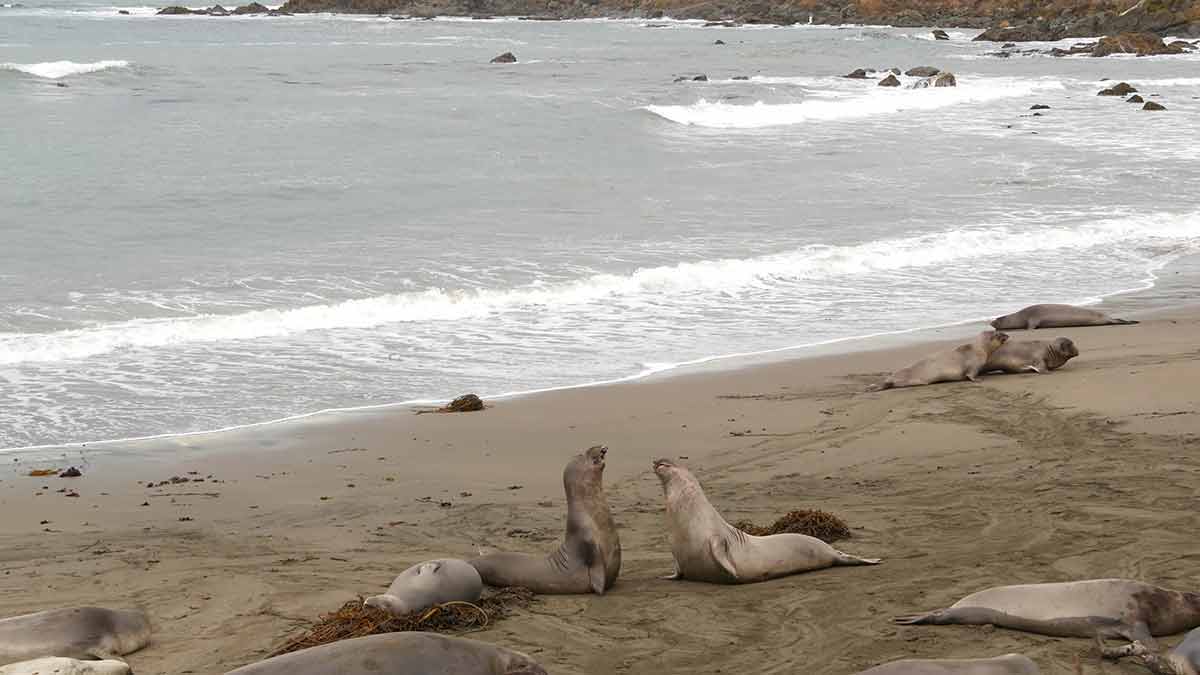 flights from san francisco to los angeles elephant seals demostrating alpha behaviour