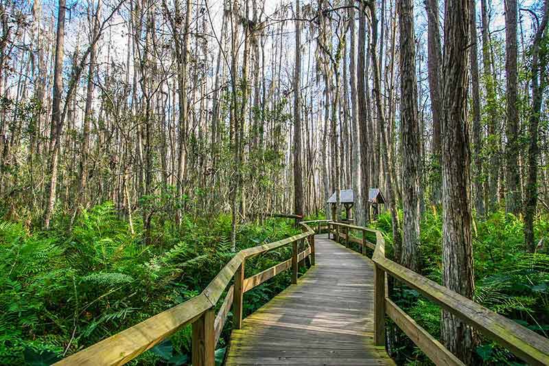 florida national parks camping timber deck through the forest