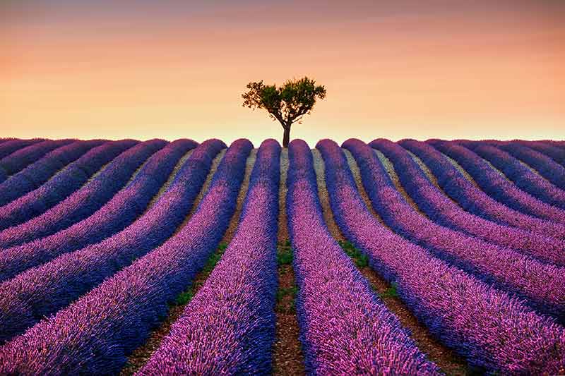 france landmarks lavender fields