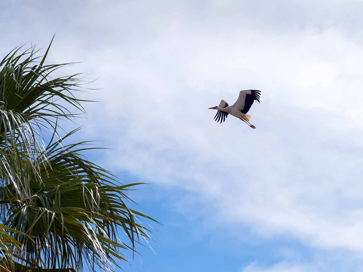 Stork In Flight At Faro In Portugal
