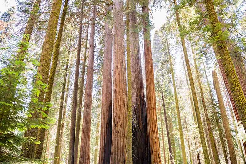Trunks Of Giant Sequoias In Sequoia National Park