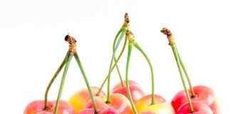 Rainier Cherries With Long Stems