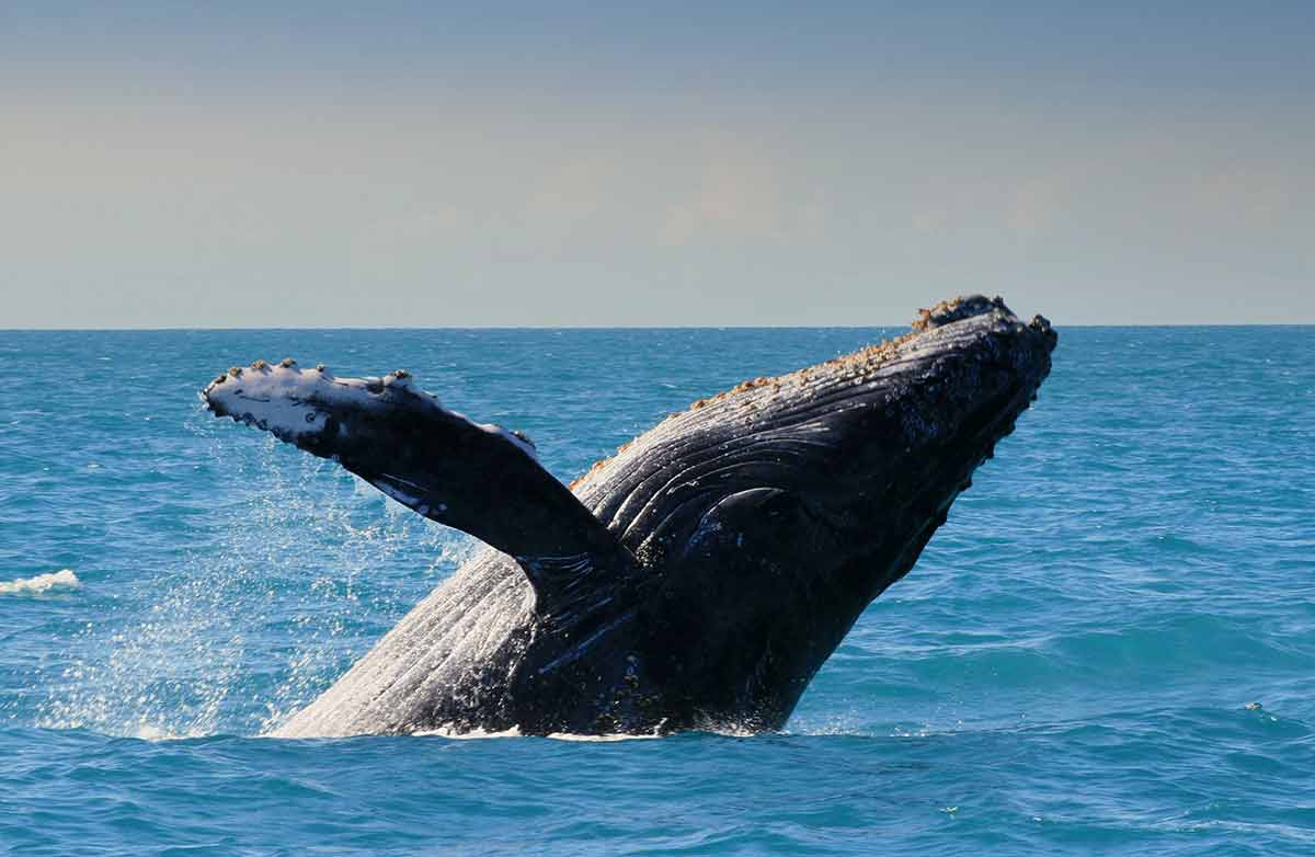 fun day trips from boston humpback whale