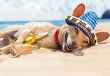 fun things to do in acapulco Chihuahua dog relaxing and resting, drunk on the sand at the beach on summer vacation holidays, ocean shore behind